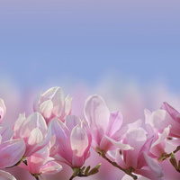 MAGNOLIE OMBRE - panel