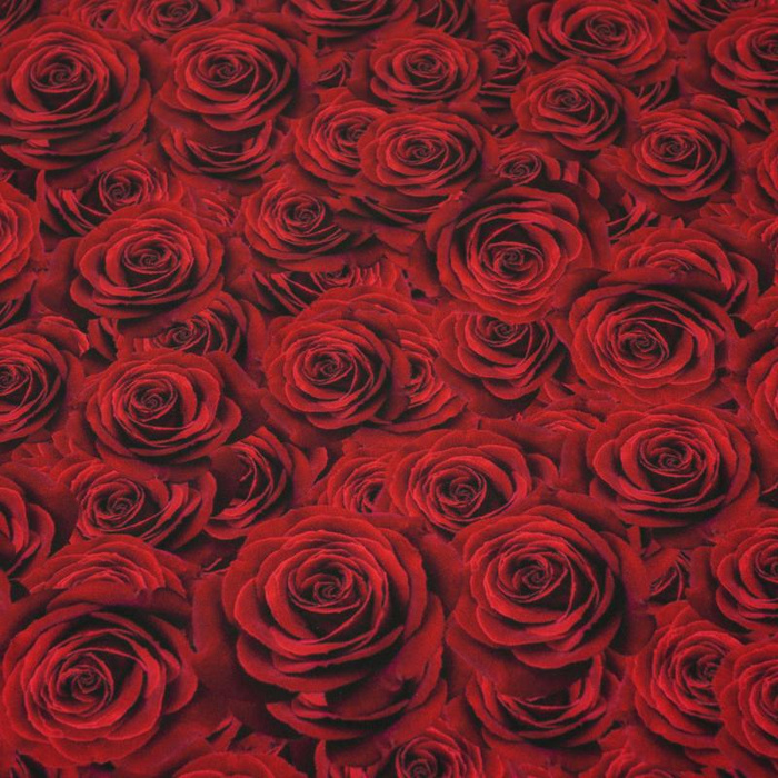 ROSES - softshell