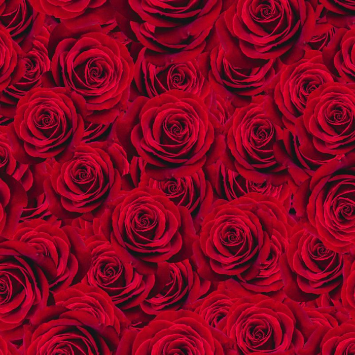 ROSES - looped knit fabric with elastane ITY