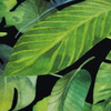 43cm TROPICAL LEAVES pat. 2 / black - single jersey 