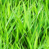 GRÜNES GRAS - Wasserabweisende Webware