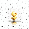 DUCKIE RAIN WZ. 4 - panel (60cm x 50cm) SINGLE JERSEY