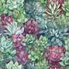 SUCCULENT PLANTS MS. 3