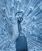 PAW (classic blue) - panel tkanina wodoodporna