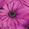 GERBERAS - Waterproof woven fabric