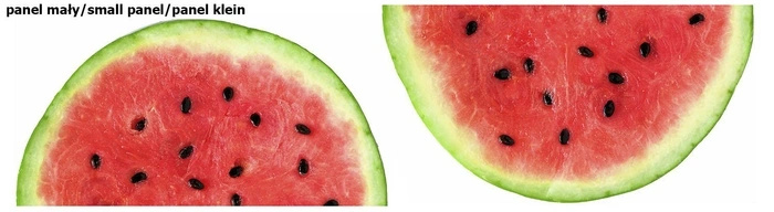 Circle skirt panel - WATERMELON