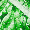 100CM BANANA LEAVES wz.2 - single jersey TE210