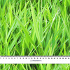 GREEN GLADE- single jersey with elastane ITY