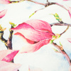 MAGNOLIEN - SP250 French Terry mit Elasthan