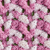 LILACS  - Cotton woven fabric