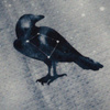ANIMALS MIX (GALACTIC ANIMALS) / grey - Cotton woven fabric
