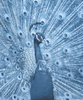 PAW (classic blue) - PANEL Z GRUBEJ DZIANINY PĘTELKOWEJ