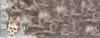 CZASZKA (MAGIC) - PANEL PANORAMICZNY 60 cm