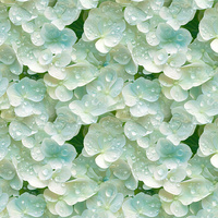 FLOWERS WZ.27 - Panama 220g