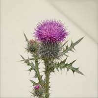 PASTEL WILDFLOWER - Panel (60cm x 50cm)  Polster- Velours