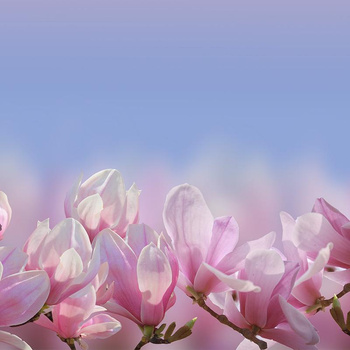 MAGNOLIE OMBRE - panel