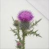 PASTEL WILDFLOWER - panel (75cm x 80cm) SINGLE JERSEY