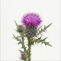PASTEL WILDFLOWER - PANEL (60cm x 50cm)
