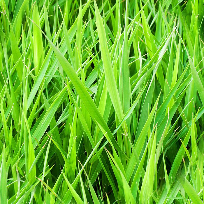 GREEN GLADE- single jersey with elastane ITY