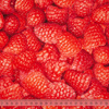 MALINY - dresówka pętelkowa SP250