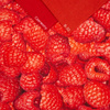 HIMBEEREN - looped knit SP250