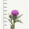 PASTEL WILDFLOWER - panel (75cm x 80cm) SINGLE JERSEY