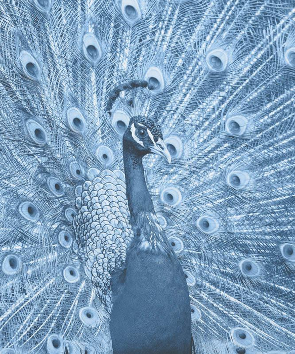 PEACOCK (CLASSIC BLUE) - Cotton woven fabric panel