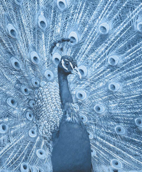 PFAU (CLASSIC BLUE) - DICKER SOMMERSWEAT PANEL 