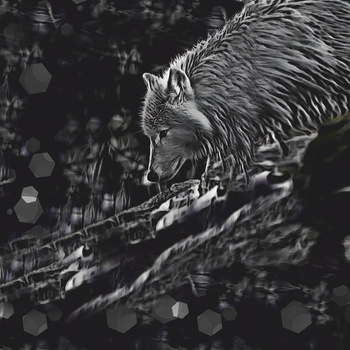 WILK POLARNY - PANEL (60cm x 50cm) lekka dzianina drapana