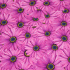 GERBERAS - Waterproof woven fabric