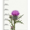 PASTEL WILDFLOWER - panel (60cm x 50cm) Panama 220g