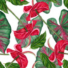 ANTHURIUM  - softshell