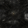GOLDEN WEBS - softshell