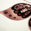 MOTYL wz. 5 (BROKATOWE MOTYLE) - panel 75cm x 80cm