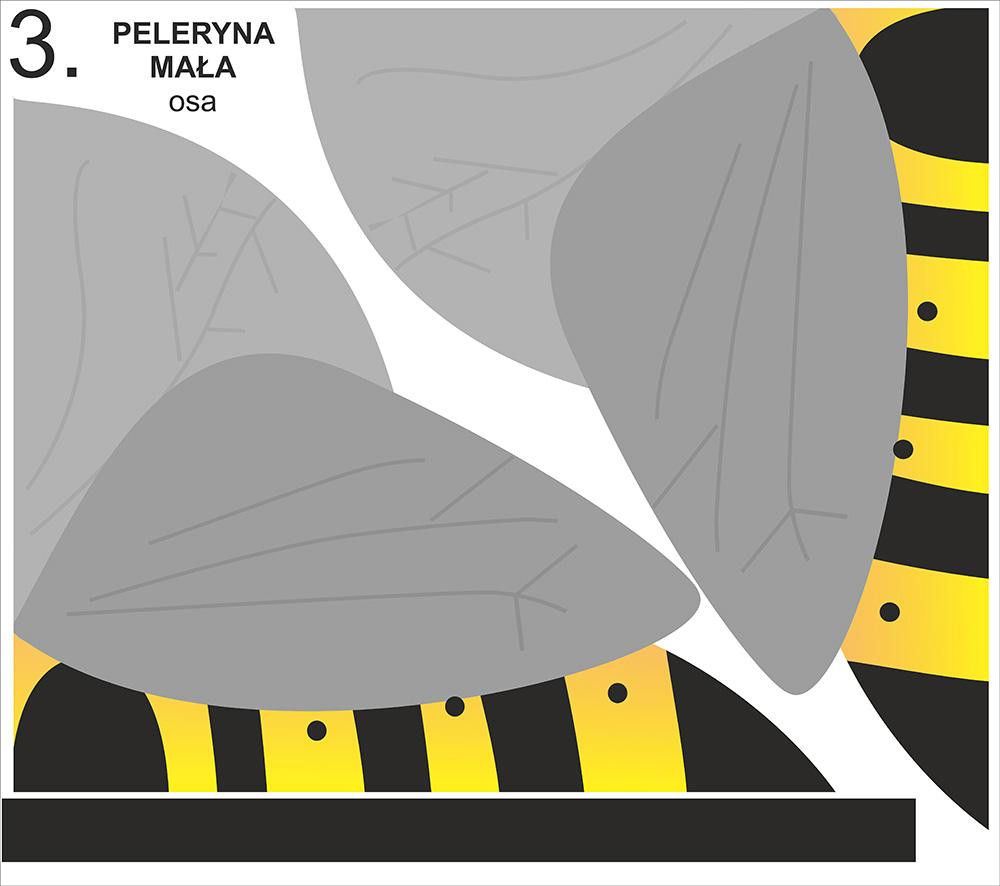 PELERYNA - OSA / Rozmiar do wyboru