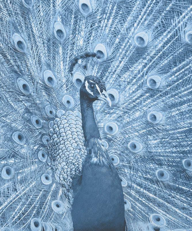 PEACOCK (CLASSIC BLUE) - Panel / HOME DECOR PREMIUM 