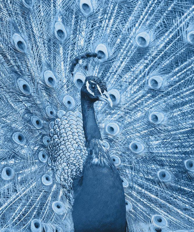 PEACOCK (CLASSIC BLUE) - panel Waterproof woven fabric