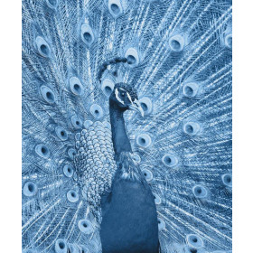PEACOCK (CLASSIC BLUE) - panel Waterproof woven fabric