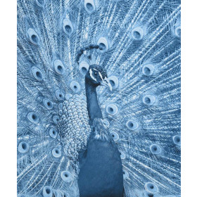 PFAU (CLASSIC BLUE) - Paneel Sommersweat 