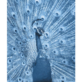 PFAU (CLASSIC BLUE) - SINGLE JERSEY PANEL
