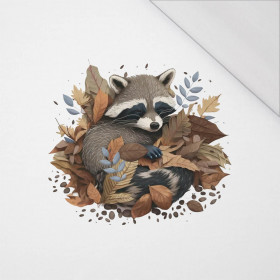 SLEEPING RACCOON - Paneel (60cm x 50cm) SINGLE JERSEY 